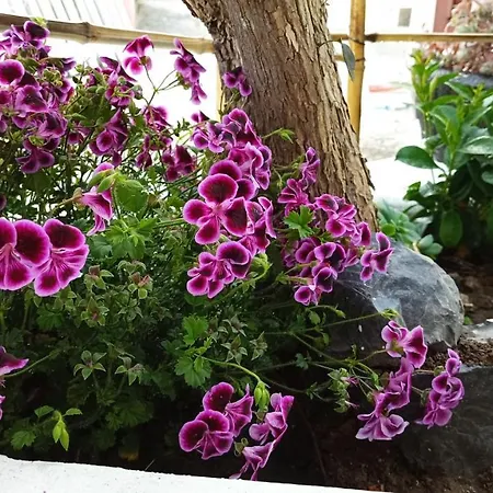 Apartamento Tarinuzza