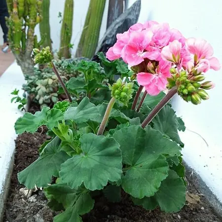 Apartamento Tarinuzza Lipari (Isola Lipari)